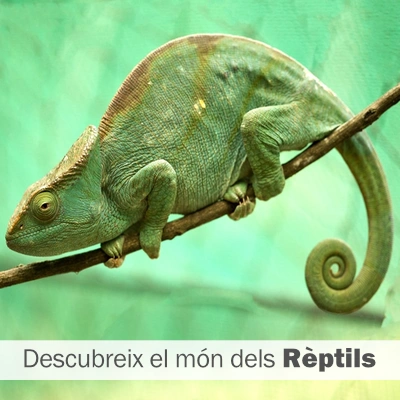 Rèptils