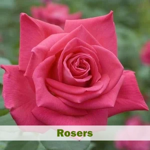 Rosers