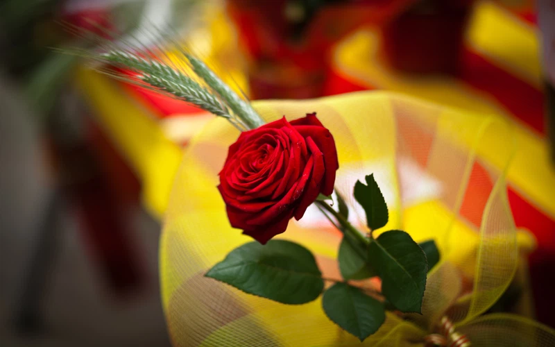 Feliç Diada de Sant Jordi 2023