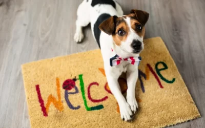 Consells per fer la teva llar més amigable per a la teva mascota