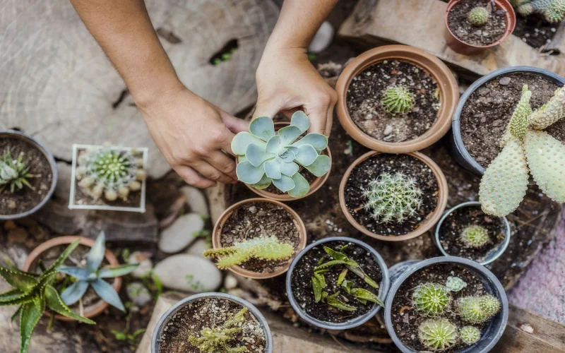 Un jardí de cactus i crasses