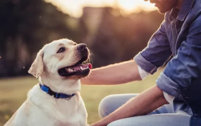 Com solucionar problemes de comportament a la teva mascota