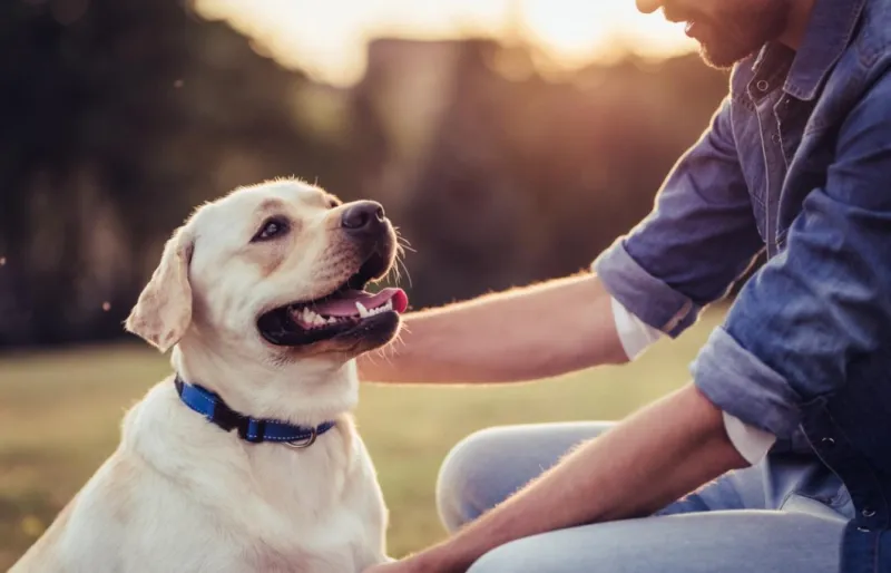 Com solucionar problemes de comportament a la teva mascota