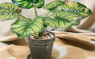 Filodendres: Bellesa i elegància al món de les plantes d’interior