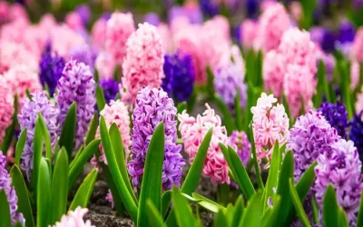 Ja estan disponibles els Bulbs de tardor