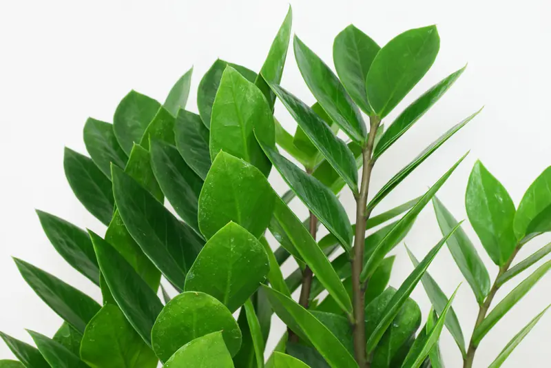 Zamioculca: planta resistent i de manteniment senzill