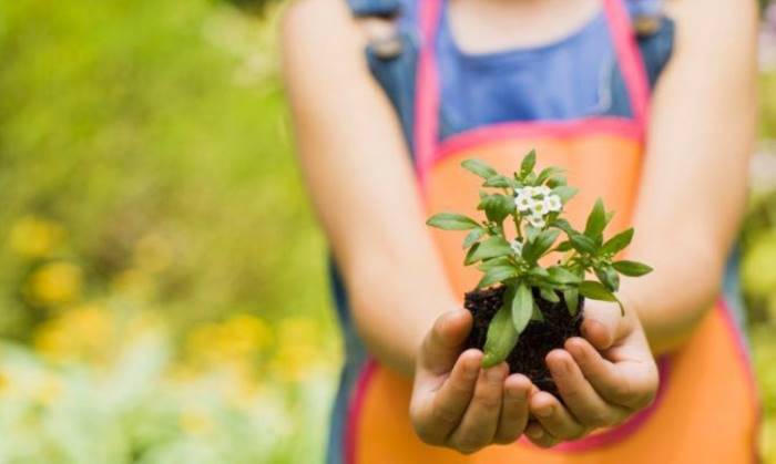 Cura sostenible de les plantes i el jardí