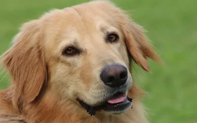 Problemes de conducta freqüents en mascotes i com solucionar-los