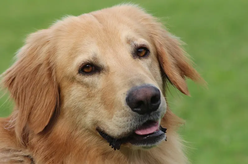 Problemes de conducta freqüents en mascotes i com solucionar-los