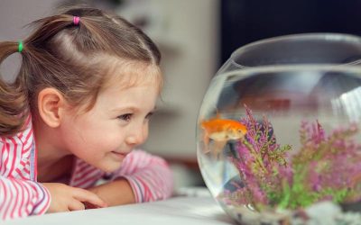 Descobreix el meravellós món de l’aquariofília