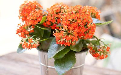 6 plantes d’interior que toleren els descuits