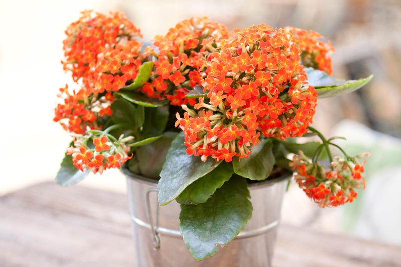 6 plantes d’interior que toleren els descuits