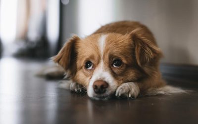 Lladrucs excessius: causes i solucions