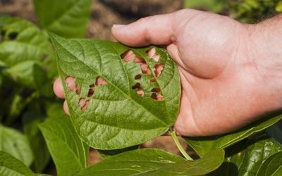 Protegeix el teu jardí de plagues i malalties a la tardor