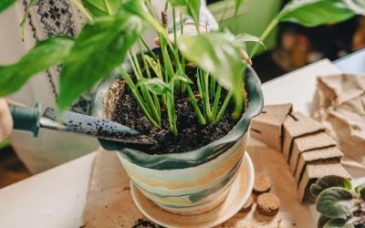 Com reviure plantes pansides