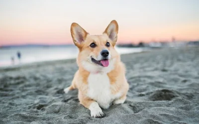 He de canviar la dieta de la meva mascota a l’estiu?
