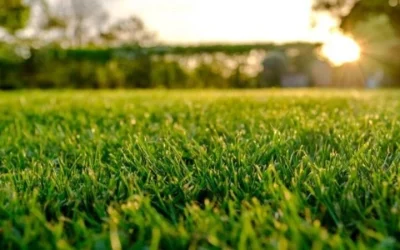 Tècniques per mantenir la gespa verda i saludable