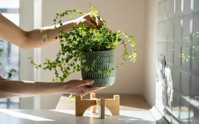 Evita l’estrès tèrmic a les plantes: consells per protegir-les de la calor