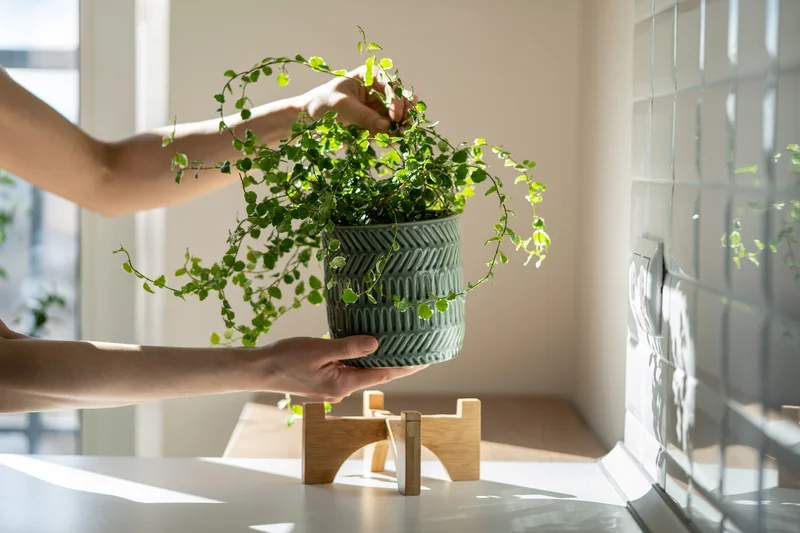 Evita l’estrès tèrmic a les plantes: consells per protegir-les de la calor
