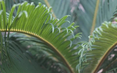 Cyca revoluta: cures essencials per a una planta mil·lenària