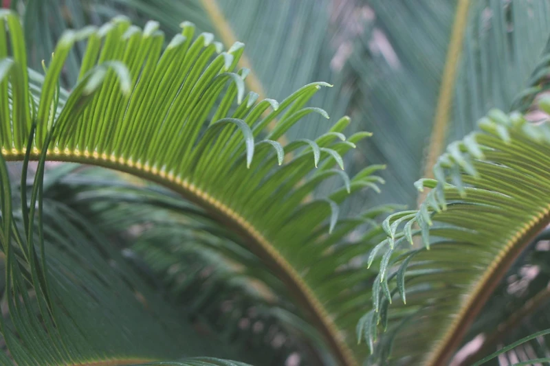 Cyca revoluta: cures essencials per a una planta mil·lenària