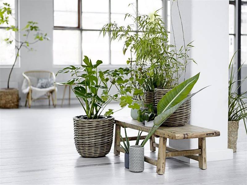 Consells per decorar la teva llar amb plantes