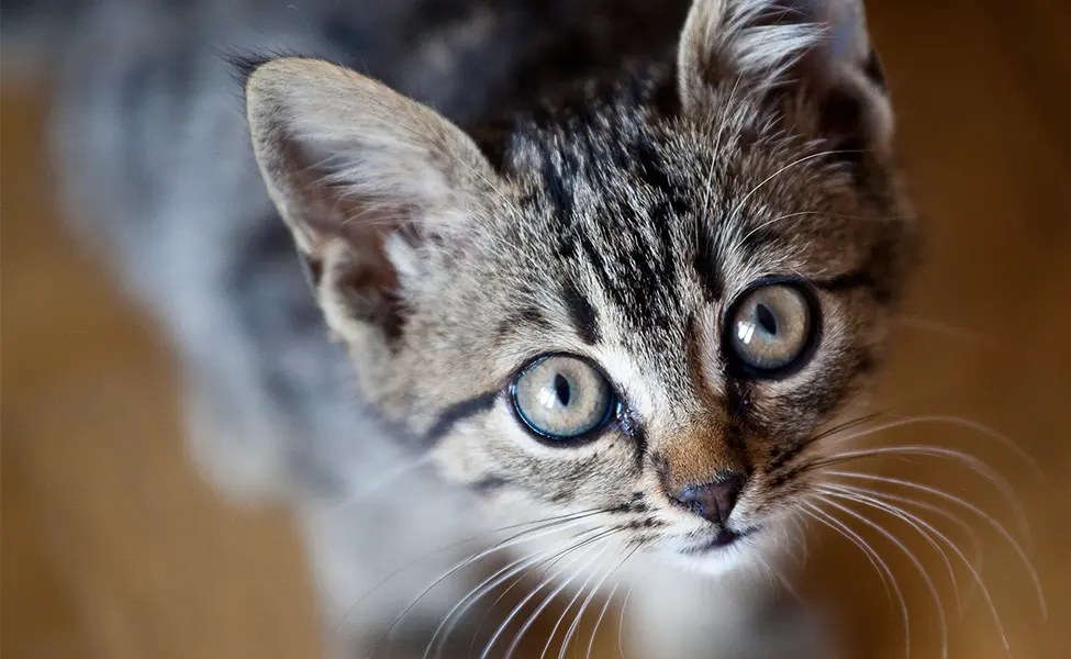 Gats i estiu: com ajudar-los a suportar la calor a casa