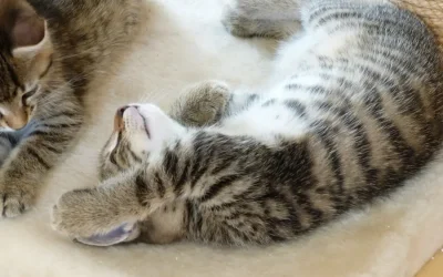 Com protegir a la teva mascota davant el fred