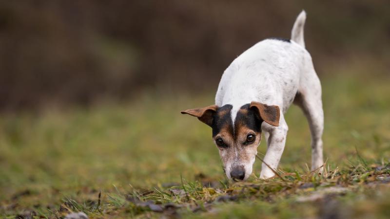 Protegeix la teva mascota de la processionària del pi