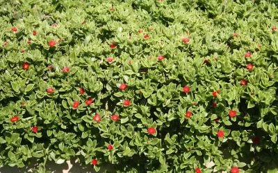 Plantes entapissants per a la decoració del jardí