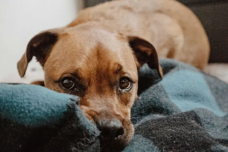 Cómo identificar los síntomas de enfermedad de tu perro