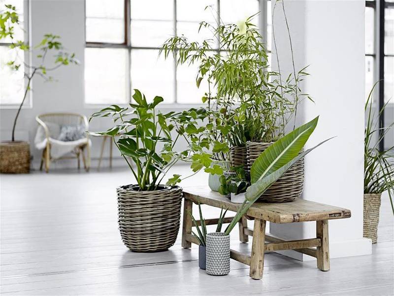 Consejos para decorar tu hogar con plantas
