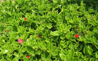 La Aptenia cordifolia: una tapizante muy resistente