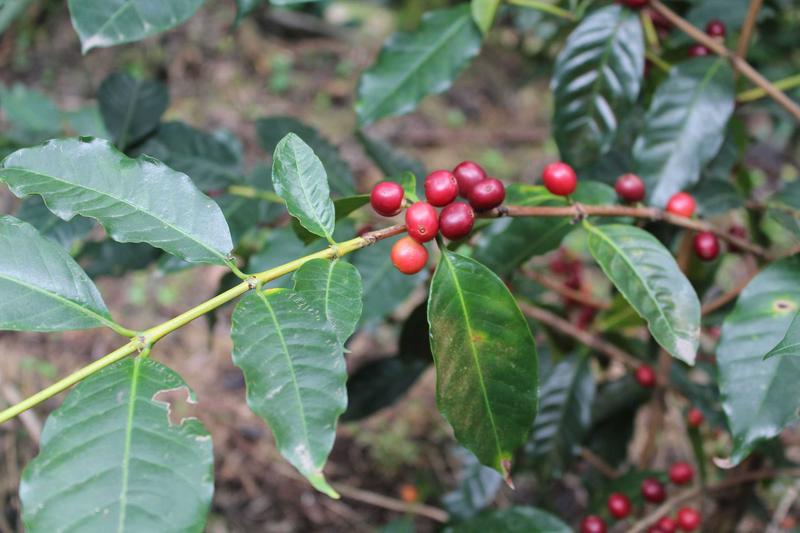Características y cuidados de la planta del café (Coffea arabica