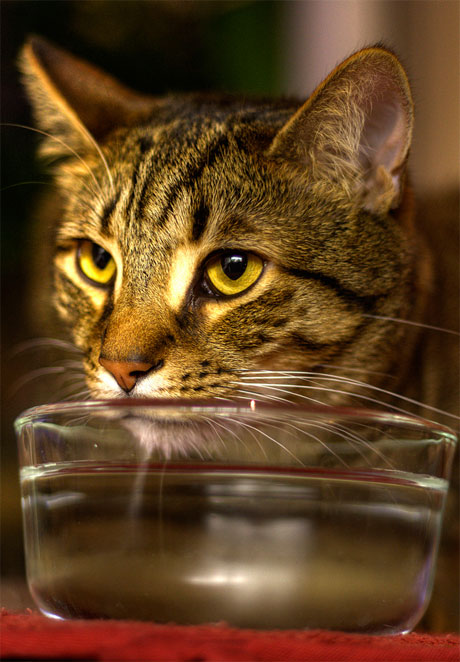 Mi Gato Gotea Agua Por La Nariz