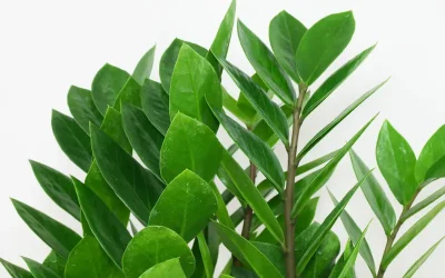 Zamioculca: planta resistente y de mantenimiento sencillo