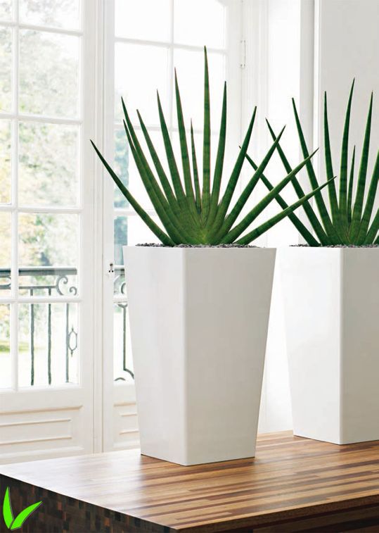 Planta Sansevieria Cylindrica Natural | Planta De Interior Muy Resistente Y Fácil De Cuidar | Altura ~45cm, Maceta 12cm