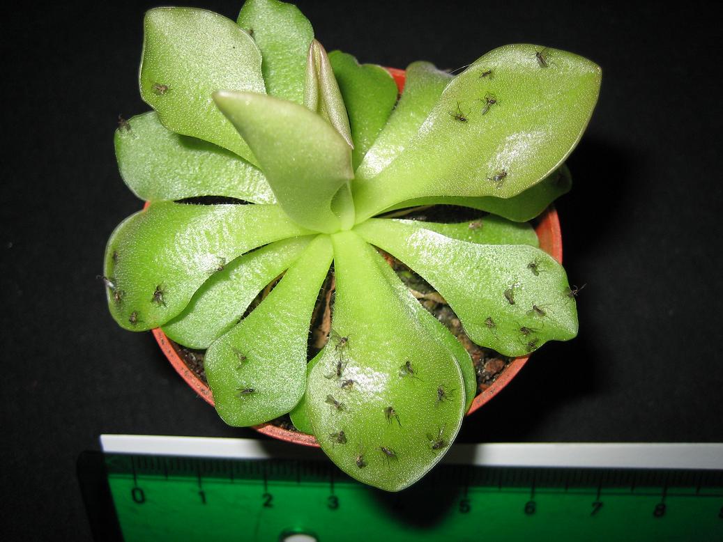 10 Semi Di Pinguicula Alpina – Pianta Carnivora Perenne – Coltivazione Facile – Made In Italy