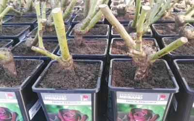 Ya ha comenzado la temporada de rosales