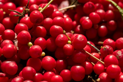 Schizandra