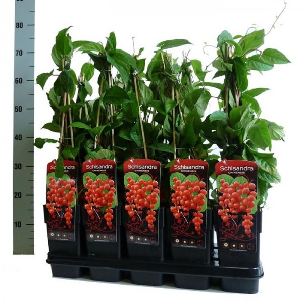 Schisandra chinensis