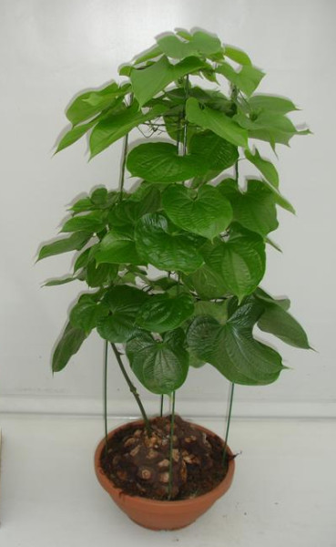 Dioscorea La Planta Del ame Garden Catalunya Plants Sant Vicen dioscorea-la-planta-del-ame-garden-catalunya-plants-sant-vicen