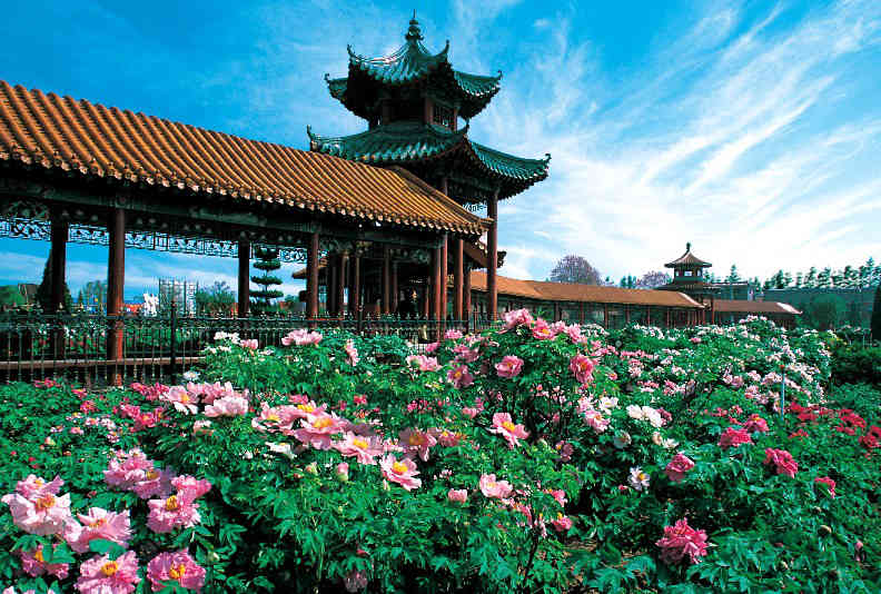 PAEONIA - PAISATGE JAPONÈS