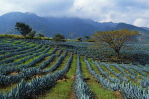 agave tequilana - plantació a jalisco (mèxic)