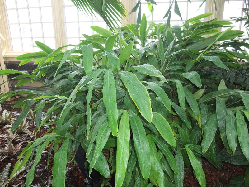 elettaria cardamomum - detall planta
