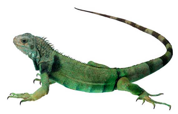 Venta de alimentos y accesorios para reptiles.