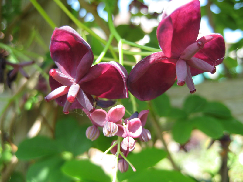 akebia quinata - detalle flor