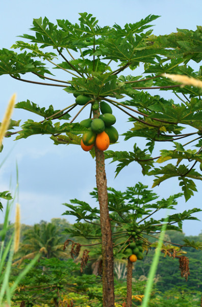 Carica papaya - porte árbol