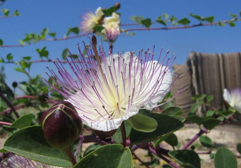 capparis spinosa - detalle flor