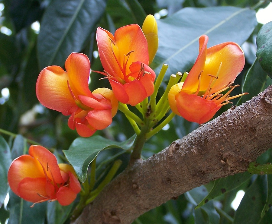 castanospermum detalle flor